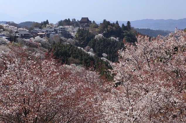 關西賞櫻特輯 宛如仙境 2020日本人氣第一賞櫻景點奈良吉野山 高田千本櫻 又兵衛櫻 日本網評奈良最想去追櫻名所整理 京阪神好時光