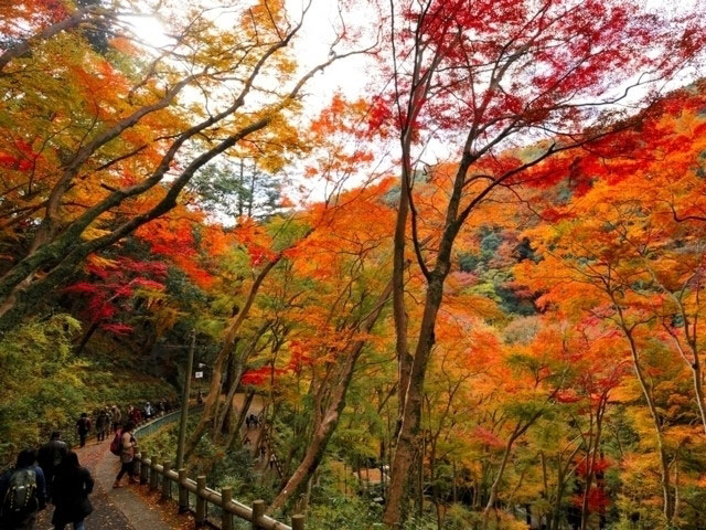 大阪景點 年賞楓一日遊路線推薦 勝尾寺大阪人氣第一箕面瀑布楓葉天婦羅coffee Bakes Yatt 京阪神好時光