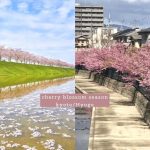 2021日本人最想去的關西賞櫻景點3選 京都/兵庫