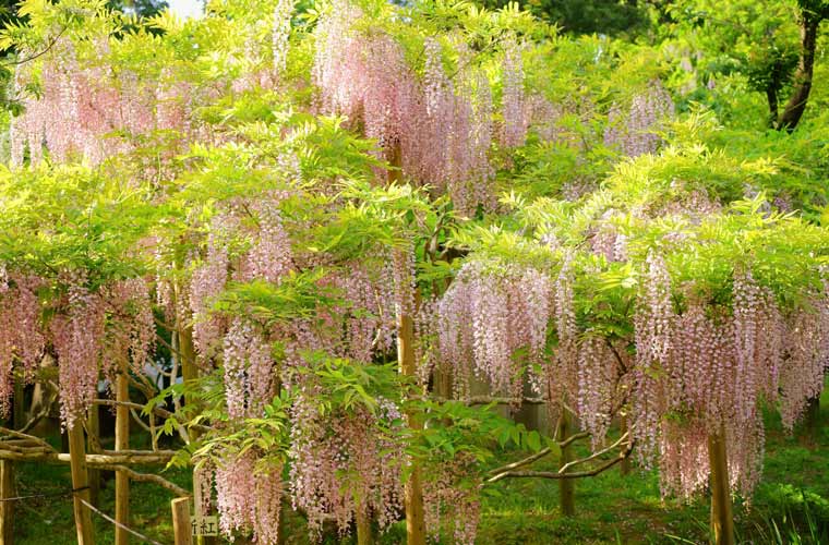 關西景點 關西紫藤花必看5大景點 大阪梶本家野田藤 兵庫白毫寺九尺藤 白井大町藤公園 京都才ノ神の藤公園 奈良春日大社萬葉植物園 京阪神好時光
