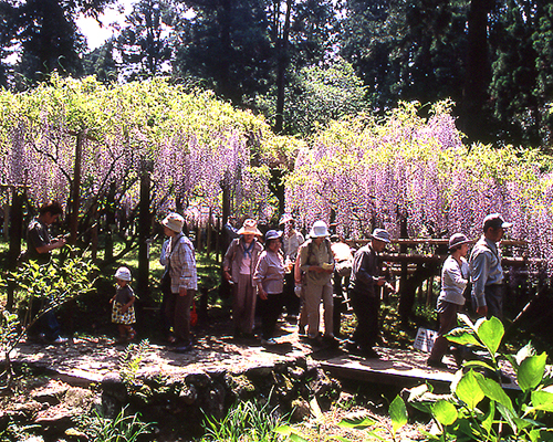 關西景點 關西紫藤花必看5大景點 大阪梶本家野田藤 兵庫白毫寺九尺藤 白井大町藤公園 京都才ノ神の藤公園 奈良春日大社萬葉植物園 京阪神好時光